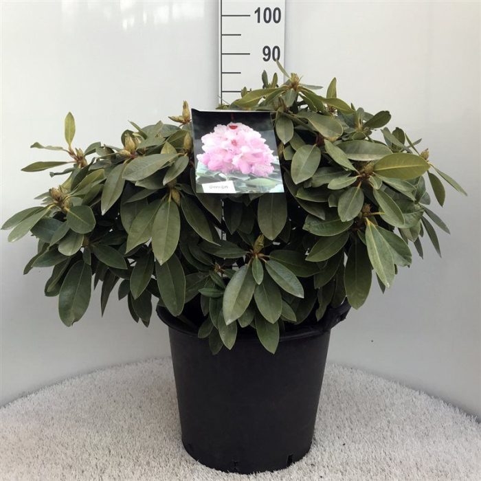 Rhodo. 'Onkel Dines' light pink, D 40