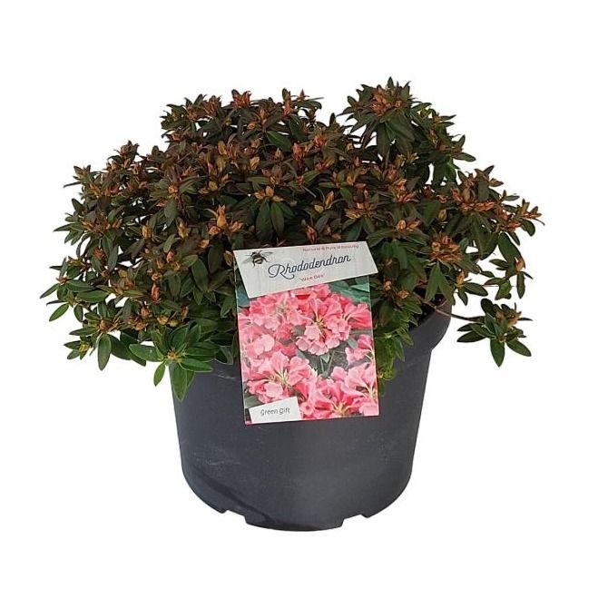 Rhodo. 'Wee Bee' pink, D 29