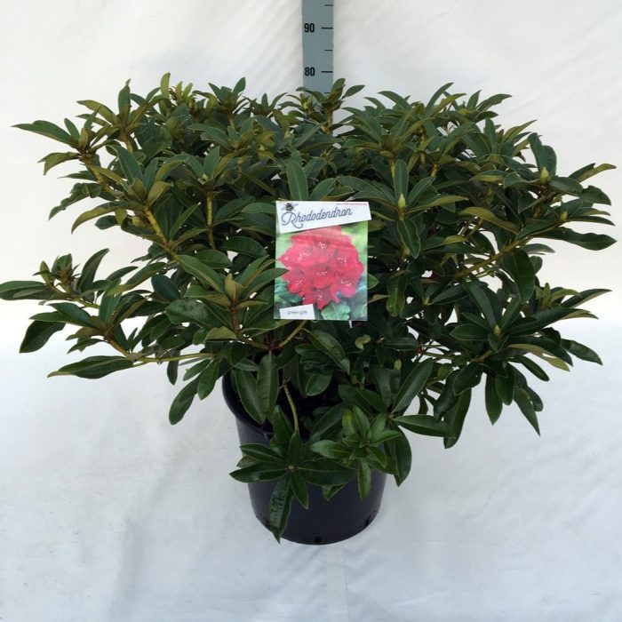 Rhodo. 'Wilgen's Ruby' red/pink, D 40