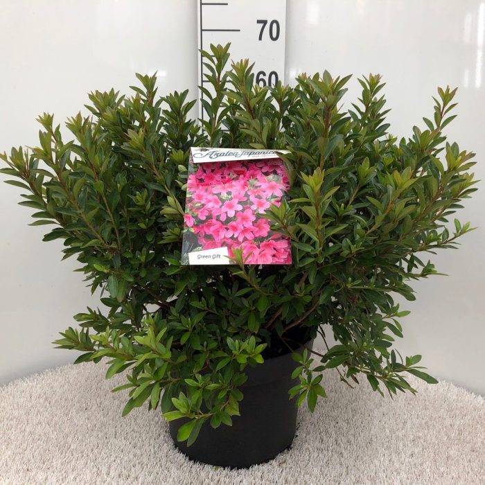 Rhodo. (AJ) 'Mad. van Hecke' pink, D 29