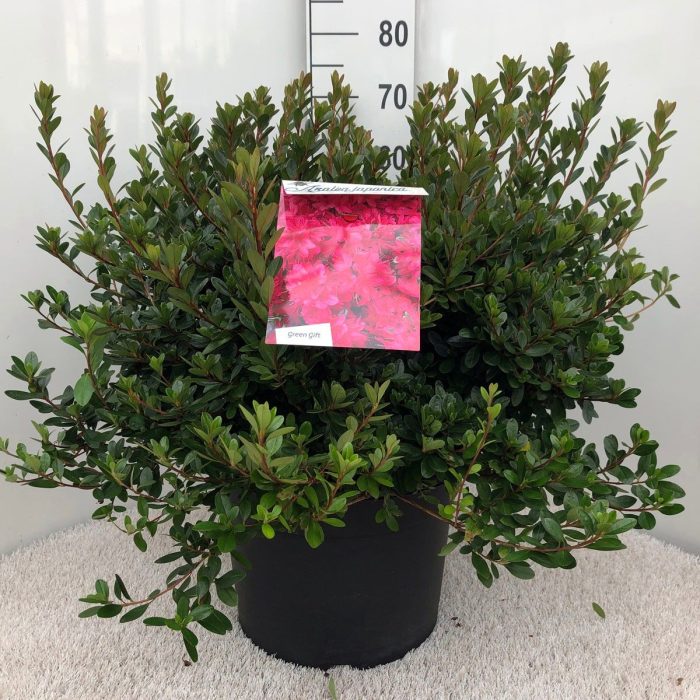 Rhodo. (AJ) 'Thierry' red, D 37