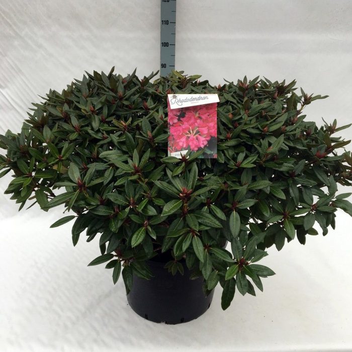 Rhodo. (W) 'Winsome' pink, D 45