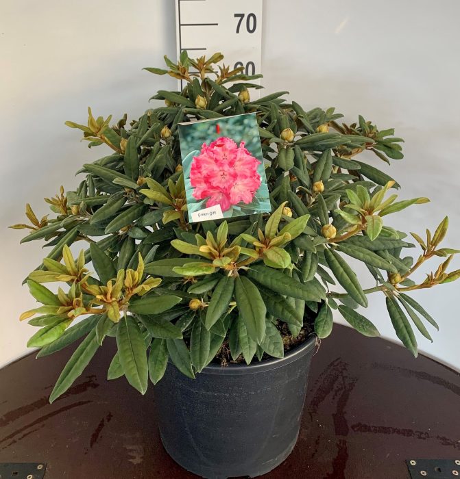 Rhodo. (Y) 'Hydon Hunter', D 45