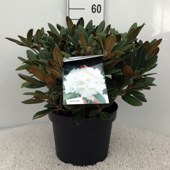 Rhodo. (Y) 'Porzellan' white, D 29