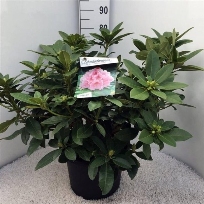 Rhododendron 'Albert Schweitzer', D 38