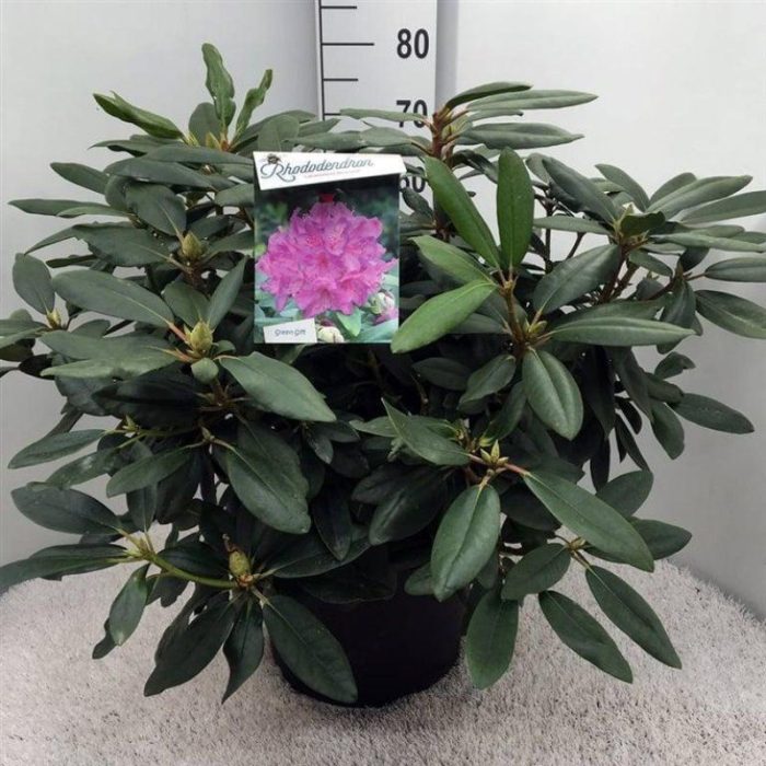 Rhododendron 'Catawb. Boursault', D 40