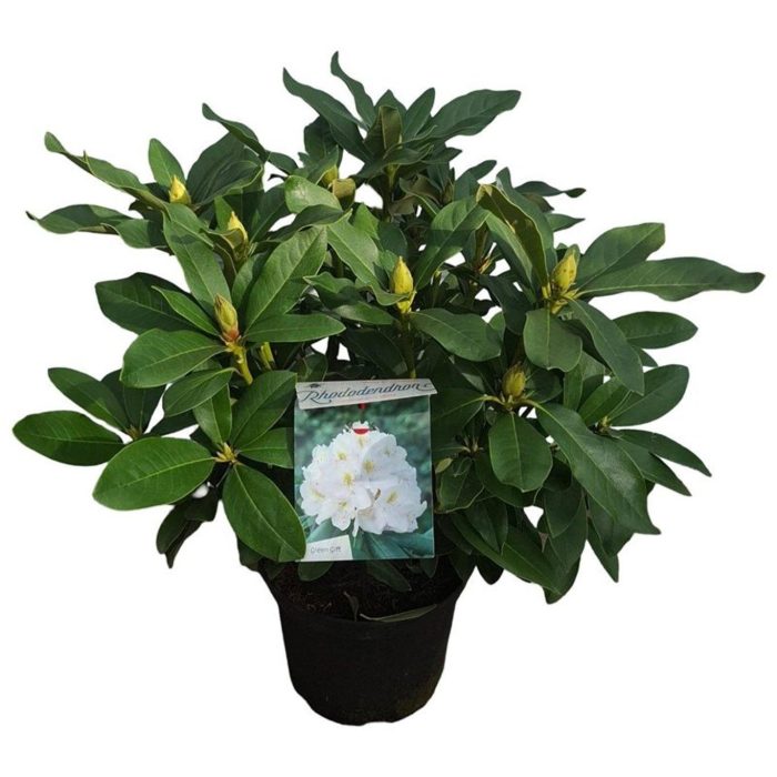Rhododendron 'Cunningham's White', D 23