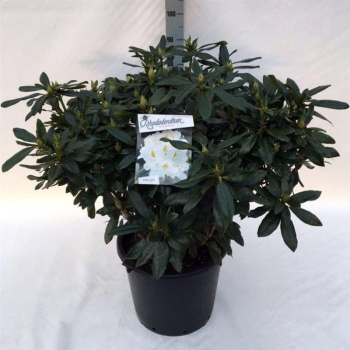 Rhododendron 'Madame Masson', D 48
