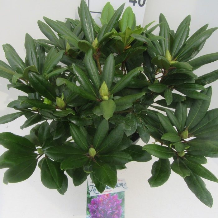 Rhododendron 'Marcel Menard', D 29