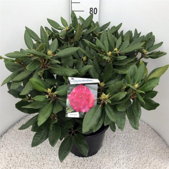 Rhododendron 'P. American Beauty', D 40
