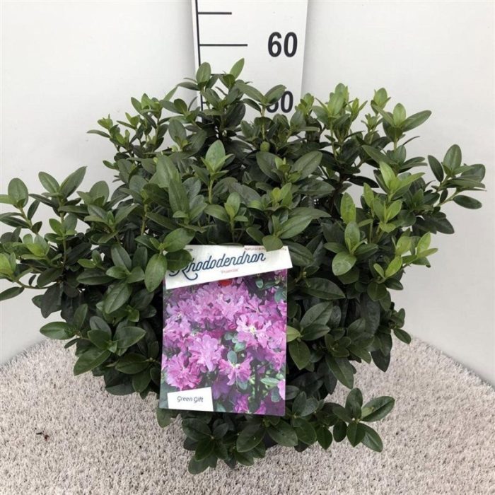 Rhododendron 'Praecox', D 29