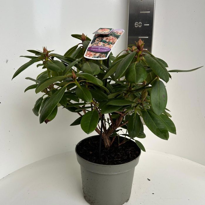 Rhododendron 'Virginia Richards', D 23