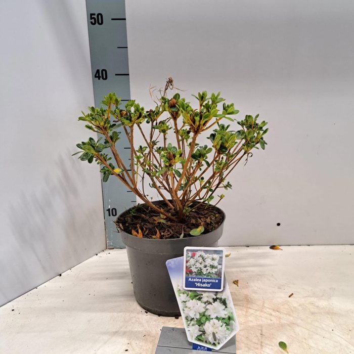 Rhododendron (AJ) 'Hisako', D 19
