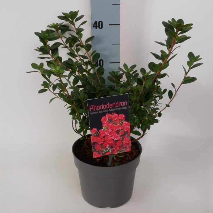 Rhododendron (AJ) 'Moederkensdag' P17, D 17