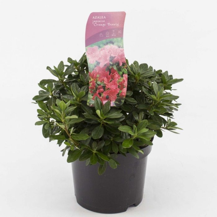 Rhododendron (AJ) Geisha Orange, D 17