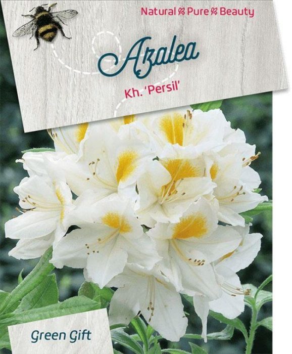 Rhododendron (AK) 'Persil', D 29