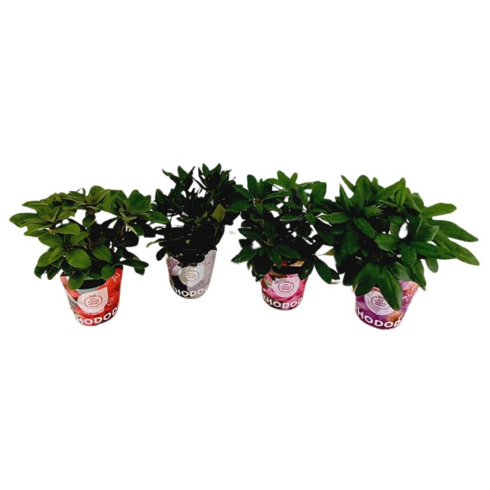 Rhododendron 30-35 /2 liter 'Mix CC' met Potcover, D 17