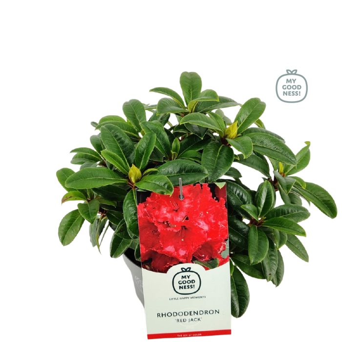 Rhododendron 30-35 /2 liter 'Red Jack', D 17