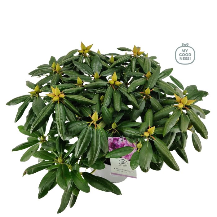 Rhododendron 40-50 /5 liter 'Roseum Elegans', D 23