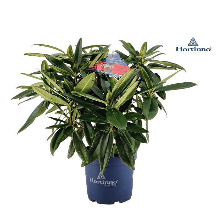 Rhododendron 50-60 /5 liter 'Red Dragon', D 23