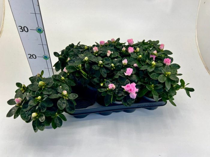 Rhododendron simsii T10,5 light pink, D 10