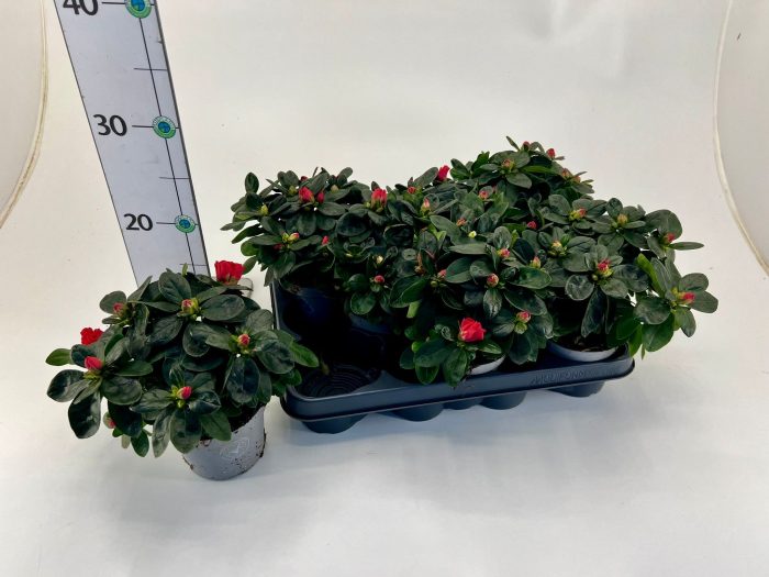 Rhododendron simsii T10,5 red, D 10