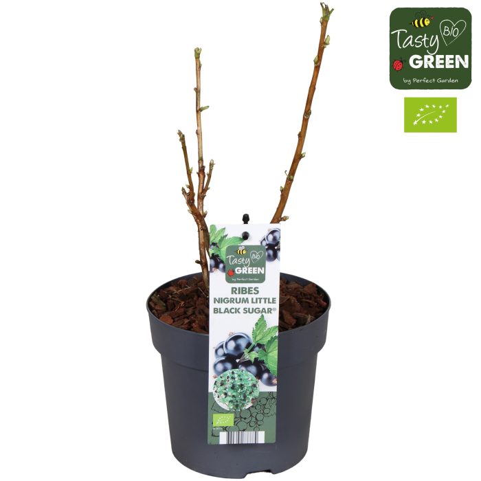 Ribes Low® Little Black Sugar® Bio P14, D 14