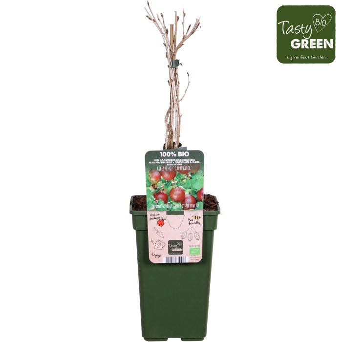 Ribes uva-crispa Captivator Bio P19, D 19
