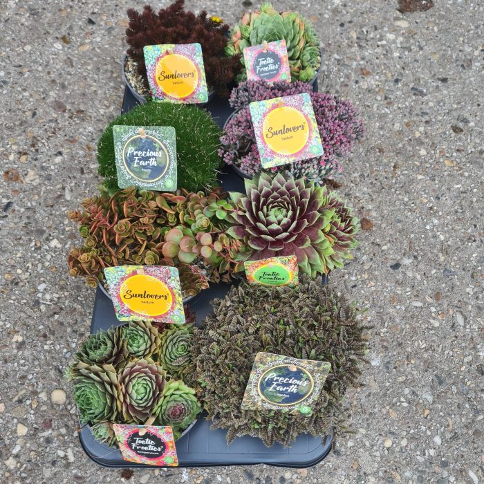 Rock Garden mix, schaaltje 13, D 13