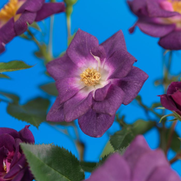 Rosa 'Veilchenblau' +light label, D 15