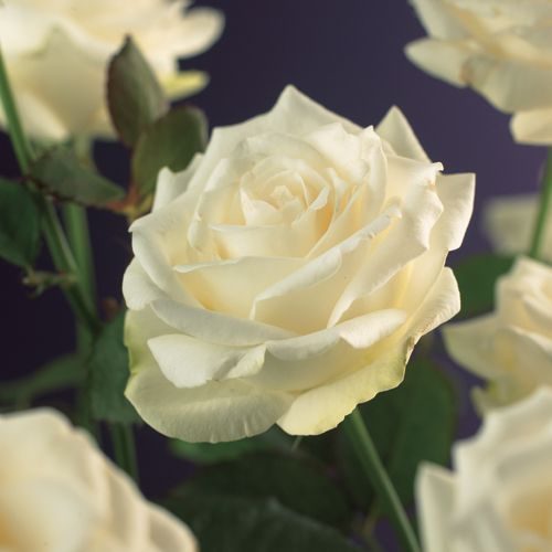 Rosa 'White Climber' +3.0 label, D 15