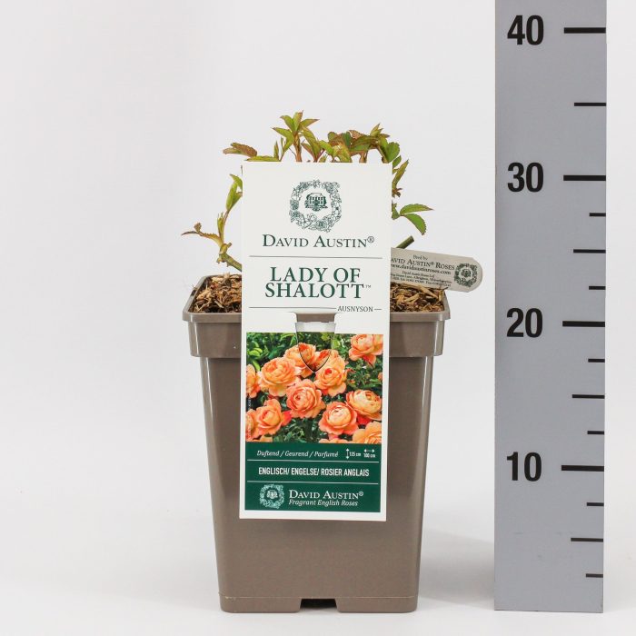 Rosa (Aus) Lady of Shalott ®, C5, D 23