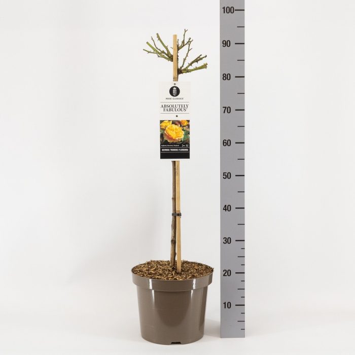 Rosa (F) Absolutely Fabulous ®, stam 70, C7.5, D 26