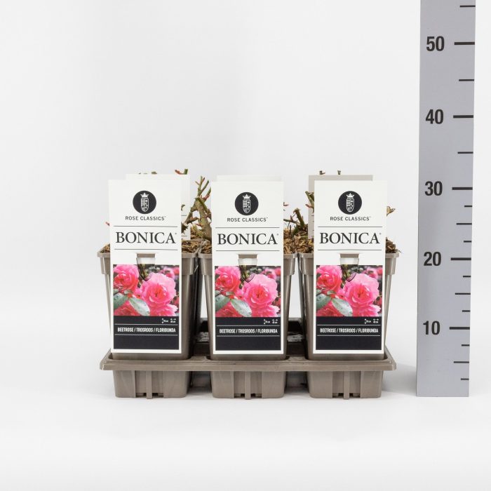 Rosa (F) Bonica ®, C3, D 17