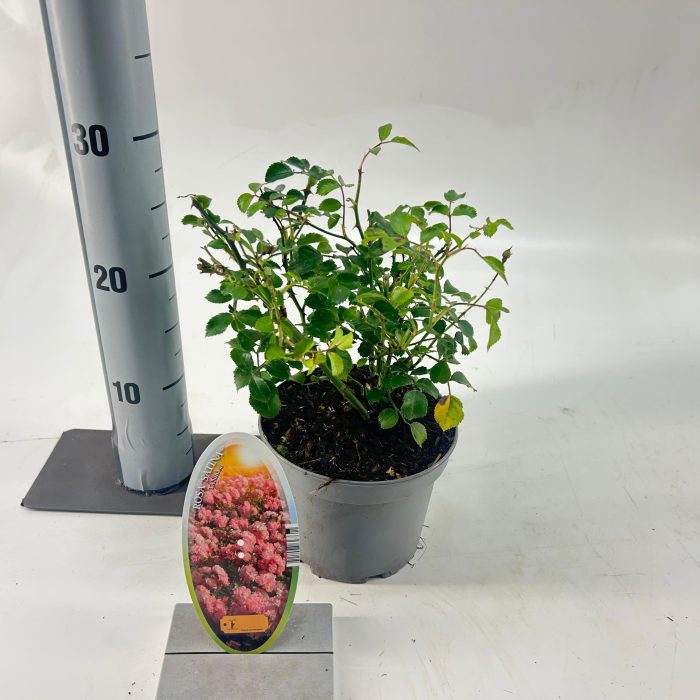 Rosa (H) 'Satina', D 15