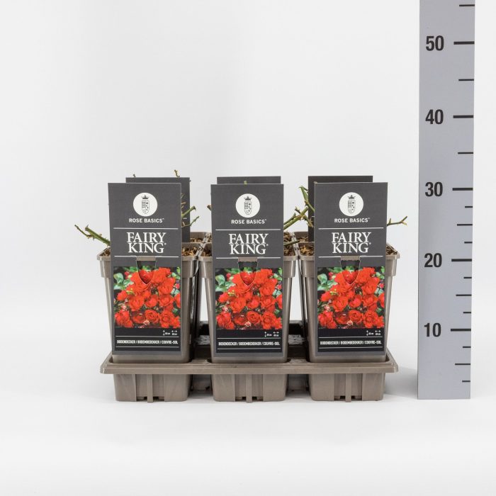 Rosa (P) Fairy King ®, C3, D 17