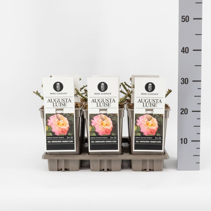 Rosa (TH) Augusta Luise ®, C3, D 17