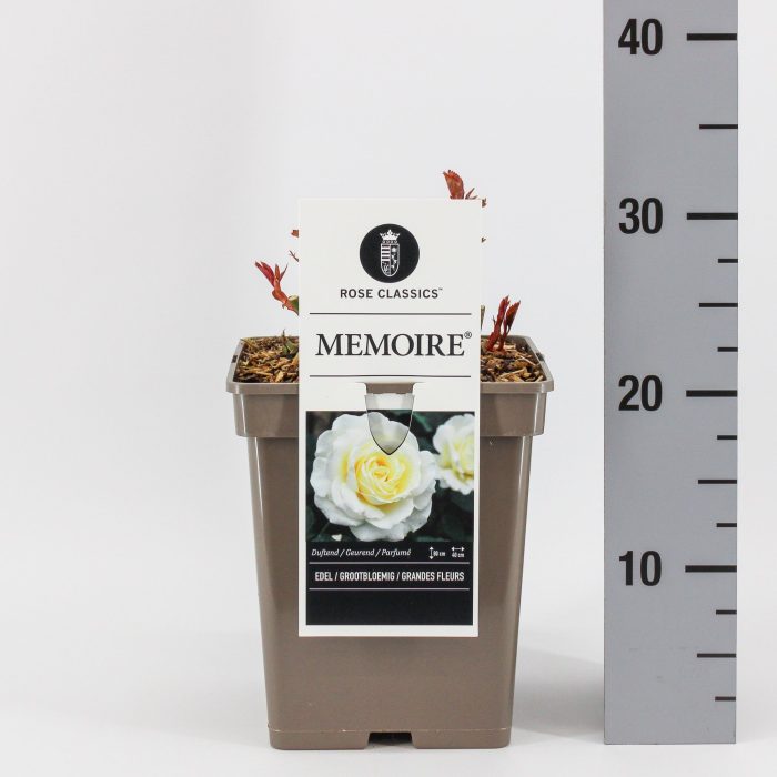 Rosa (TH) Memoire ®, C5, D 23