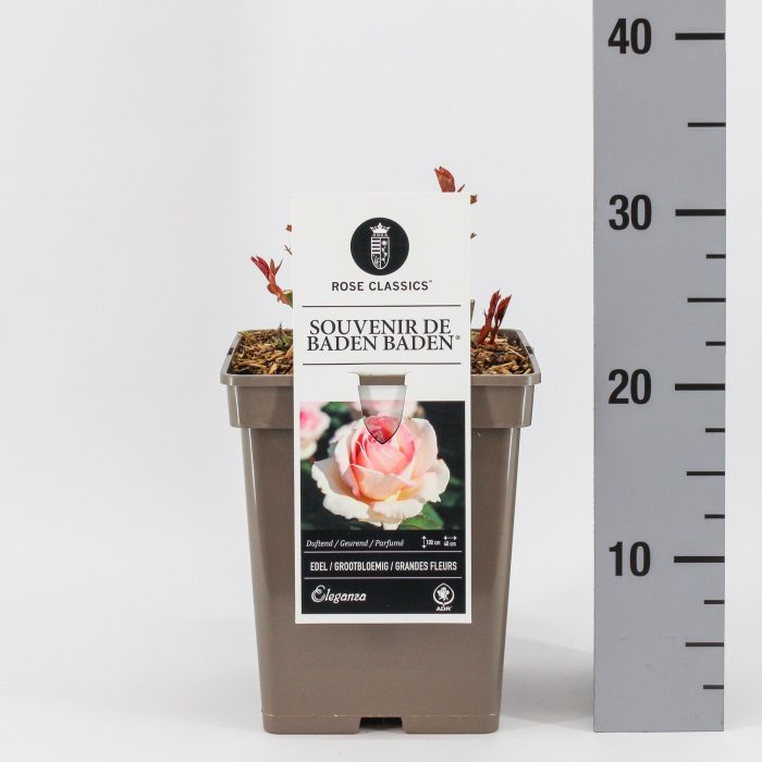 Rosa (TH) Souvenir de Baden Baden ®, C5, D 23