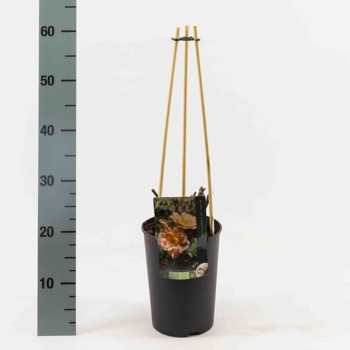 Rosa Exclusieve klimrozen sortiment, D 17