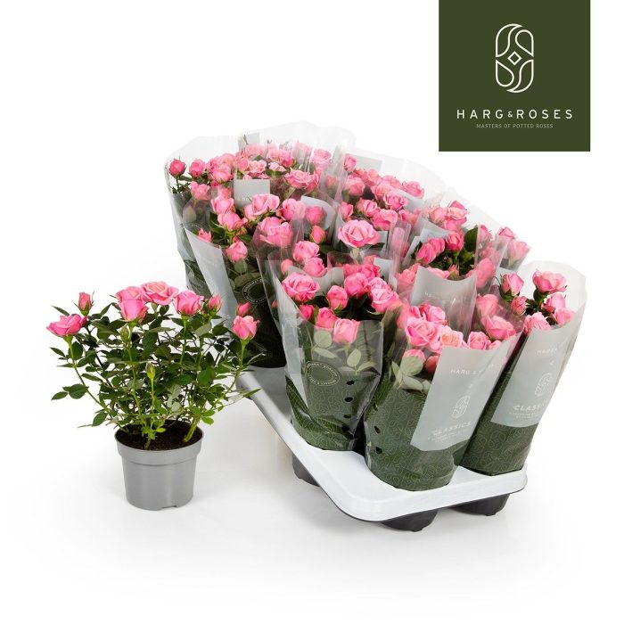 Rosa Kordana Flirt (Roze), D 10,5