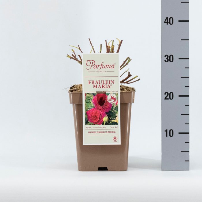 Rosa Parfuma (F) Fräulein Maria ®, D 23