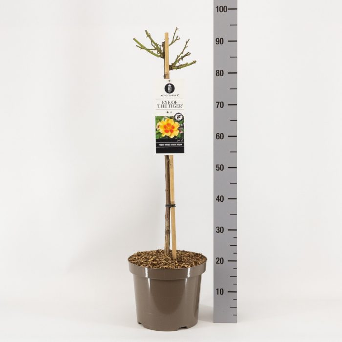 Rosa Persica Eye of the Tiger ®, stam 70, C7.5, D 26