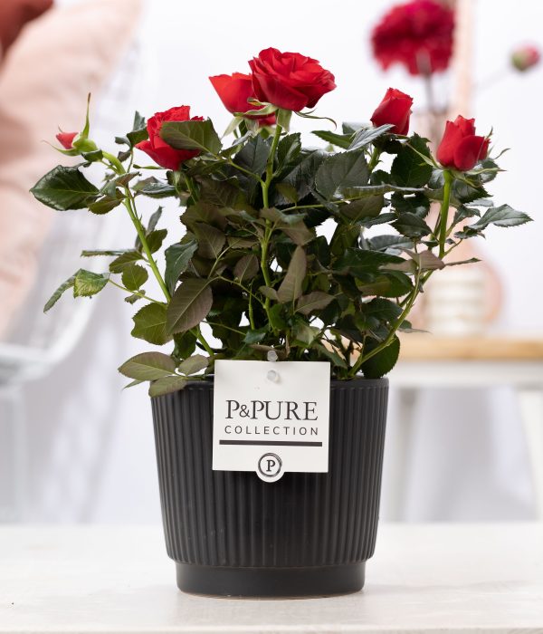 Rosa red in P&PURE Liv ceramics matt black, D 12