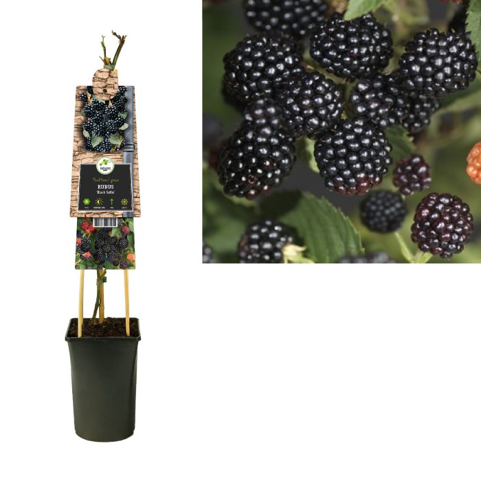 Rubus 'Black Satin' +3.0 label, D 17