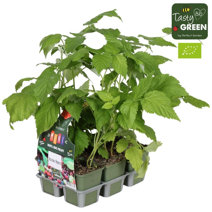 Rubus mix 6-pack bio P9, D 9