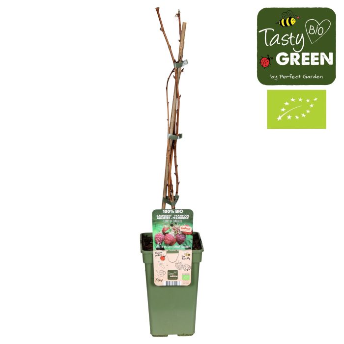 Rubus Sanibelle® Bio P19, D 19