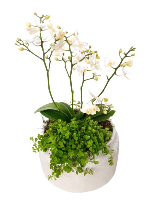 RWB24PWOPIL Rude Bowl White Phal Wild Orchids + Pilea Depressa, D 24