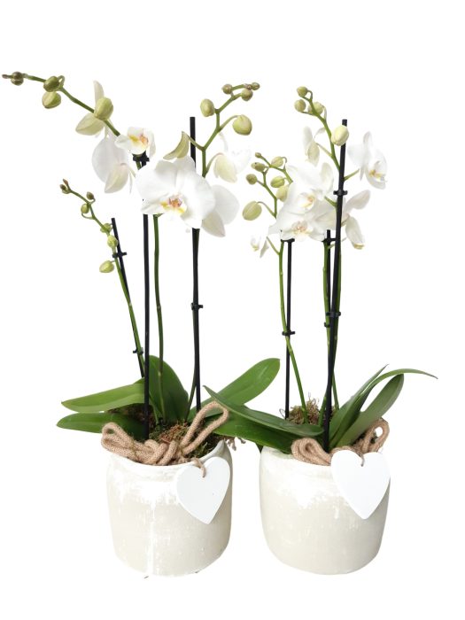 RWP16PHNO Rude White Pot Phal 2t wit + heart, D 16