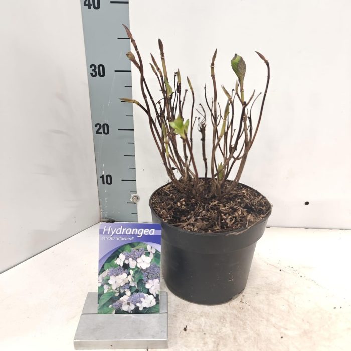 Hydrangea serr. 'Bluebird', D 17